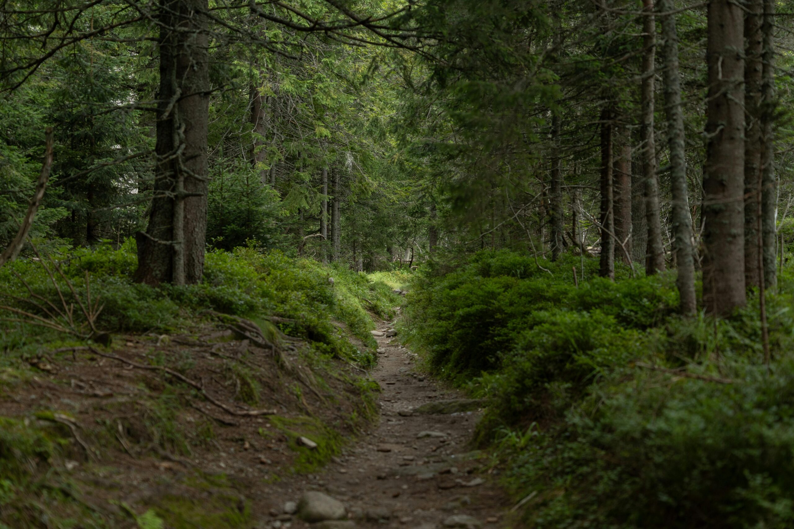 pexels-ingere-31101014-scaled